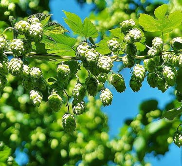 Hops Vines 2