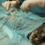 Cat Surgery