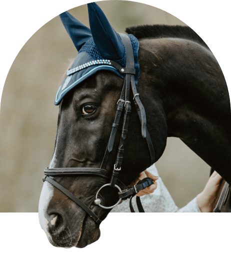 قالب ووردبريس لنادي الخيل 76
