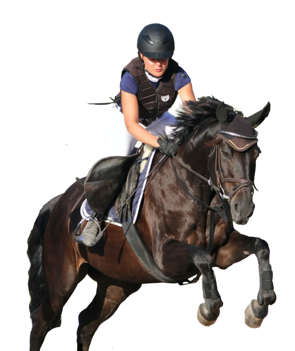قالب ووردبريس لنادي الخيل 93 قالب ووردبريس لنادي الخيل 93